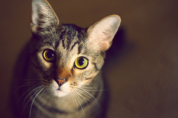 New York City cat