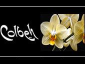 Colbeh