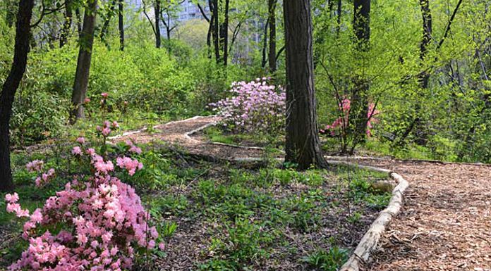 Visit the hidden forest of Central Park