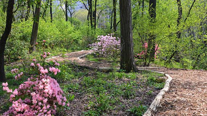 Visit the hidden forest of Central Park