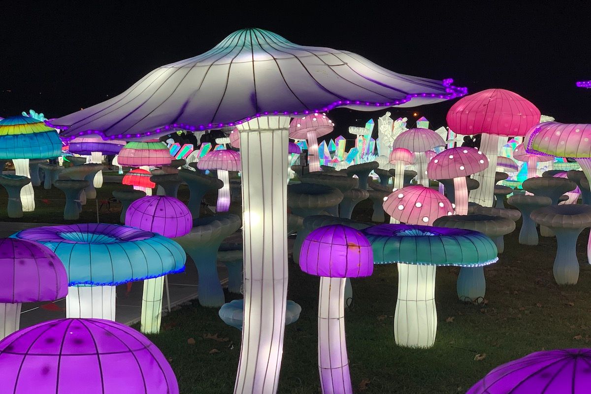 Luminocity mushrooms