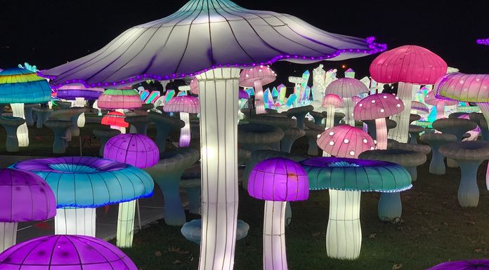 Luminocity : a festival of lights and art in New York City Luminocity mushrooms