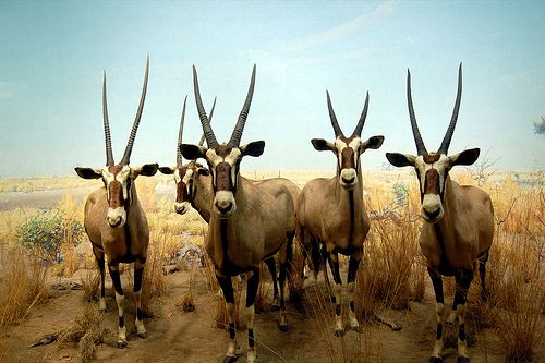 Oryx in New York