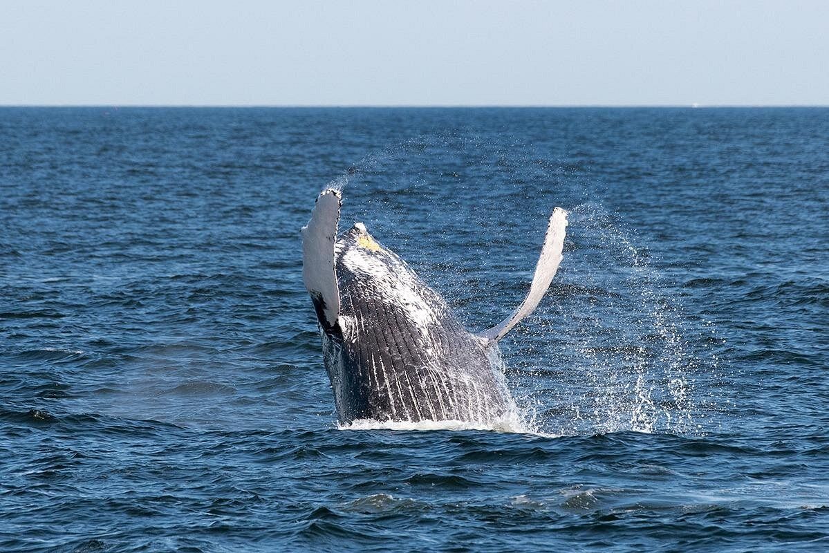 Whale off the coast of New York