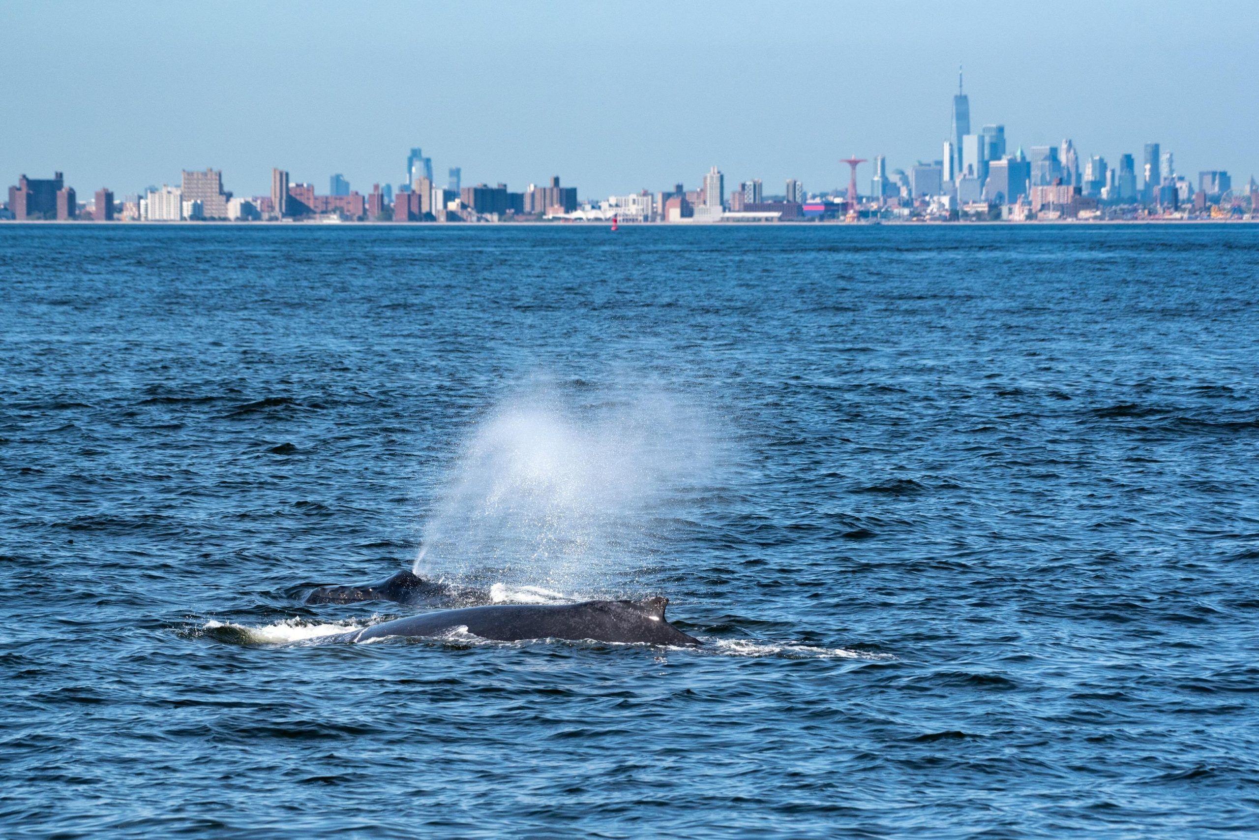 Whale watching cruise from New York