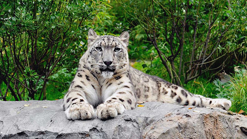 Central Park Zoo: The Jungle in New York!