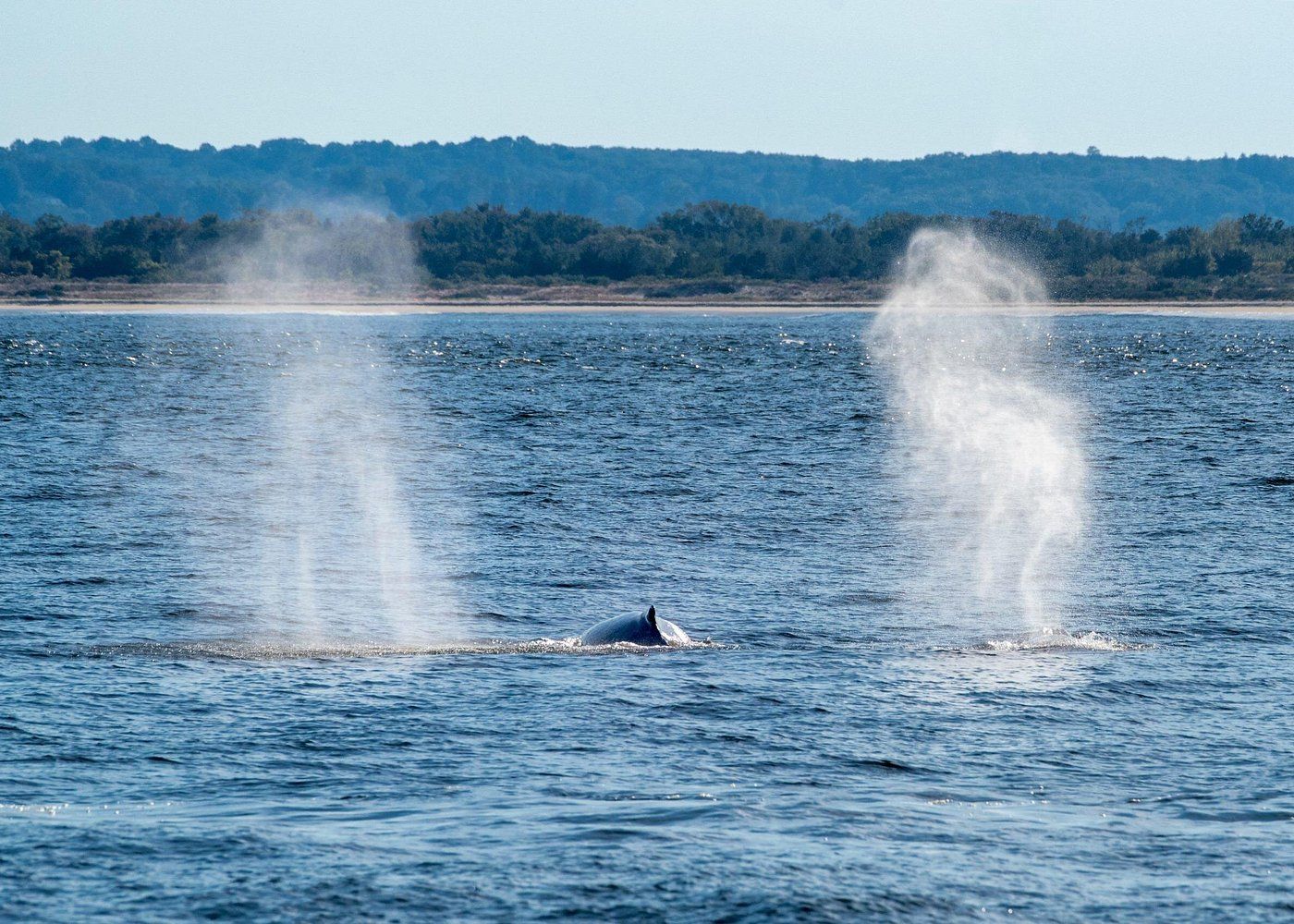 Whales off Sandy Hook near New York