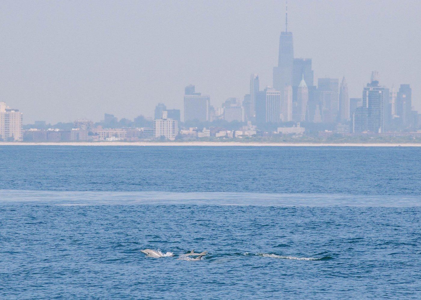Dolphins in New York Harbor