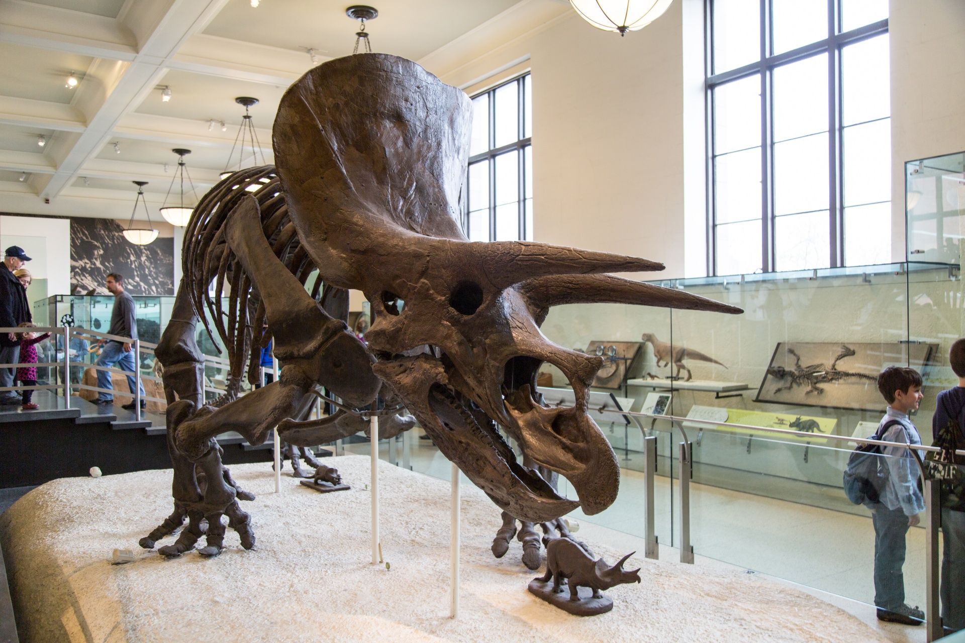 Everything about the American Museum of Natural History in New York