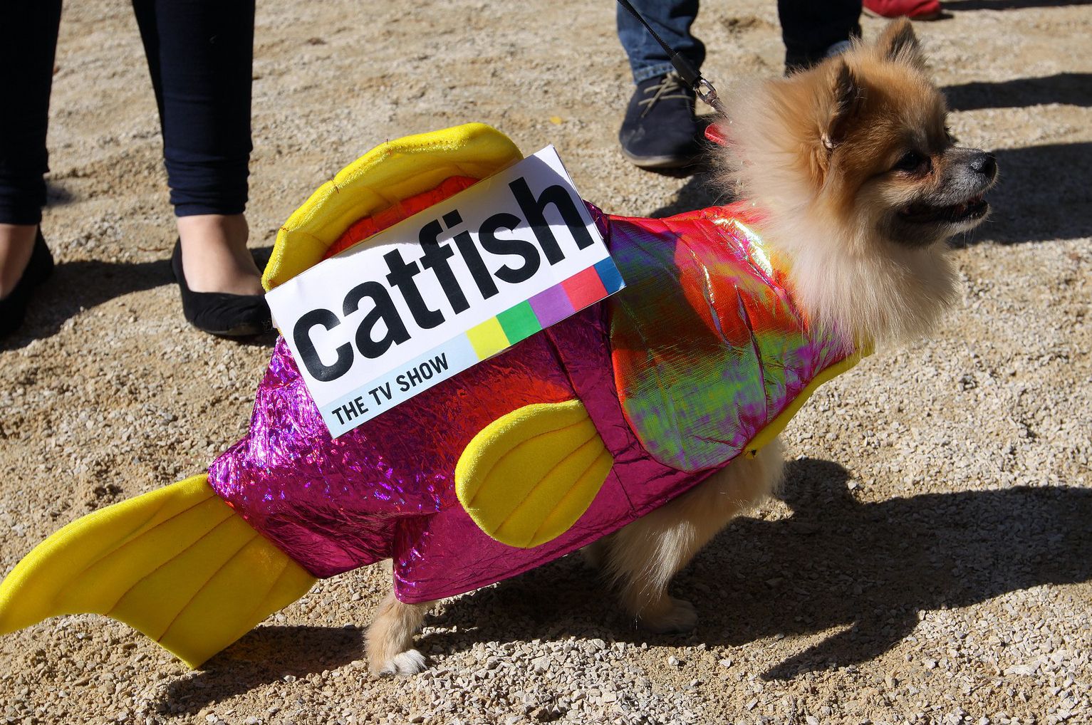 halloween dog parade