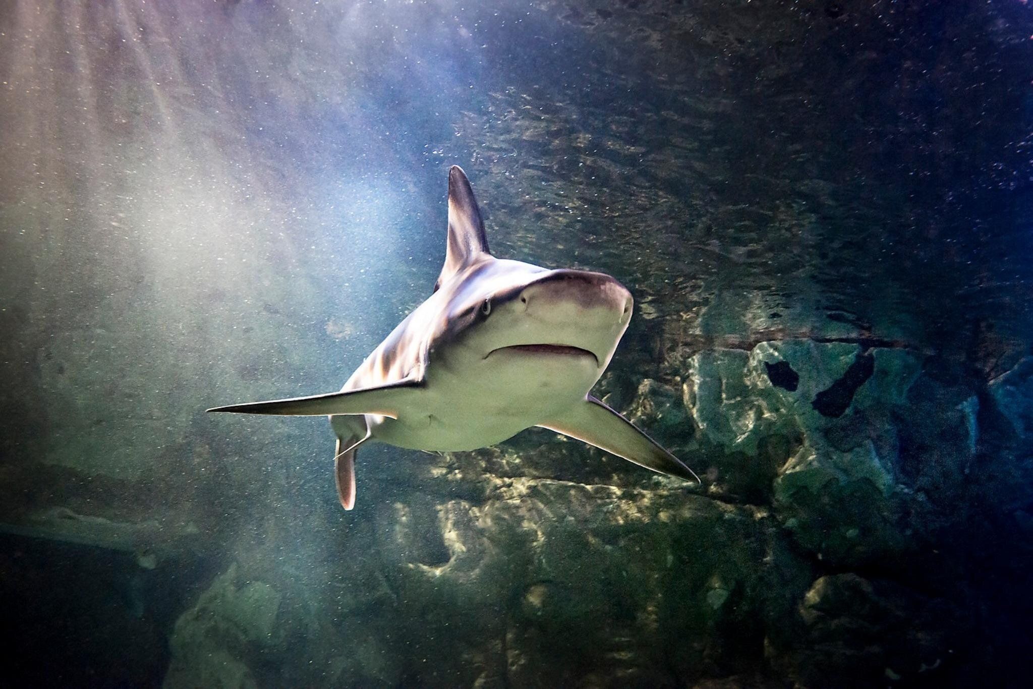 Tickets for SEA LIFE Aquarium at American Dream